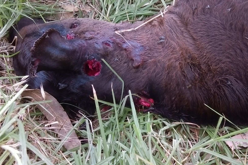A photo of shot a calf that was shot 12 times in the head