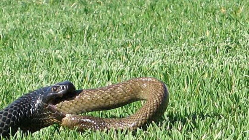 The brown snake begins to remove itself from the red belly black snake.