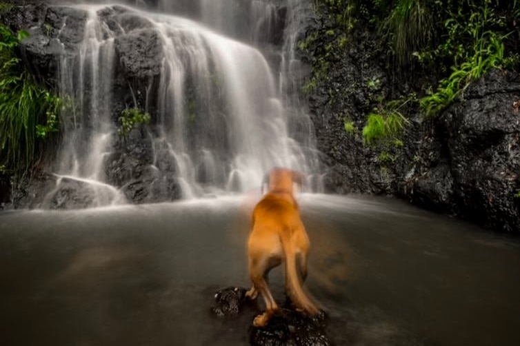 A dog in front of a waterfall which is blurred with a long exposure