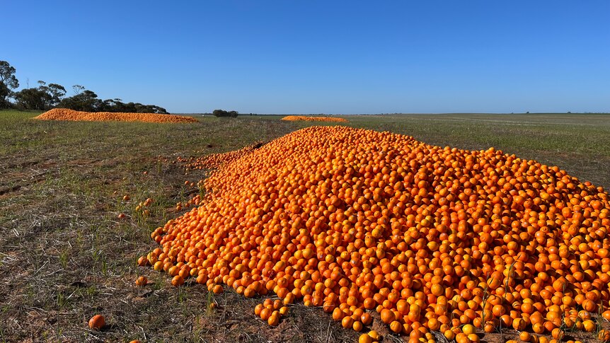 Tonnes of citrus dumped in paddocks for stockfeed, rejected by