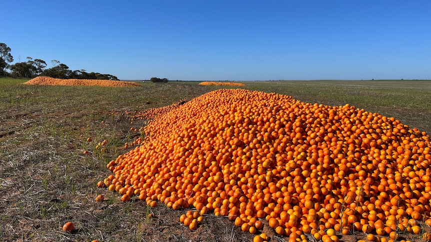 Three piles of citrus in a paddock