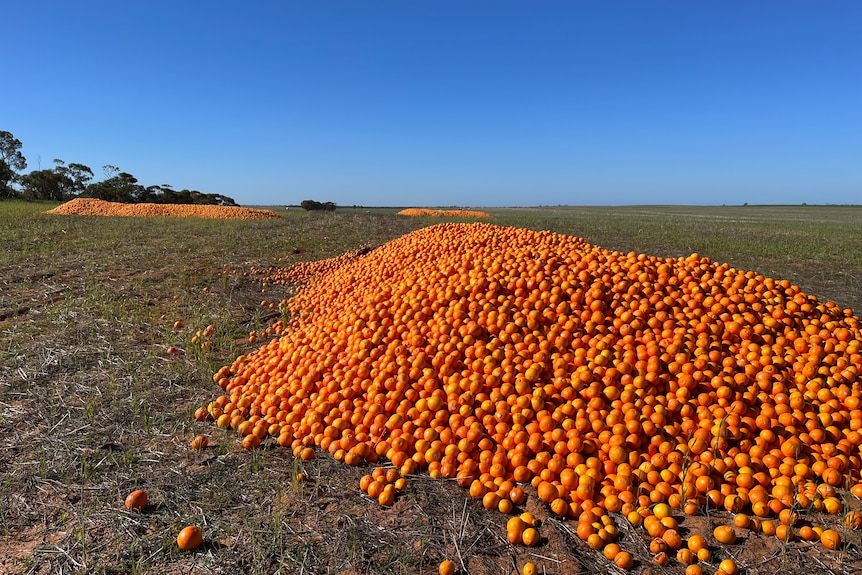 Three piles of citrus in a paddock
