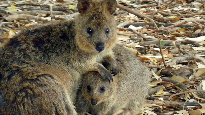 A quokka placing a protective paw over its young