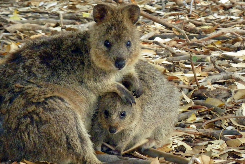 A quokka placing a protective paw over its young