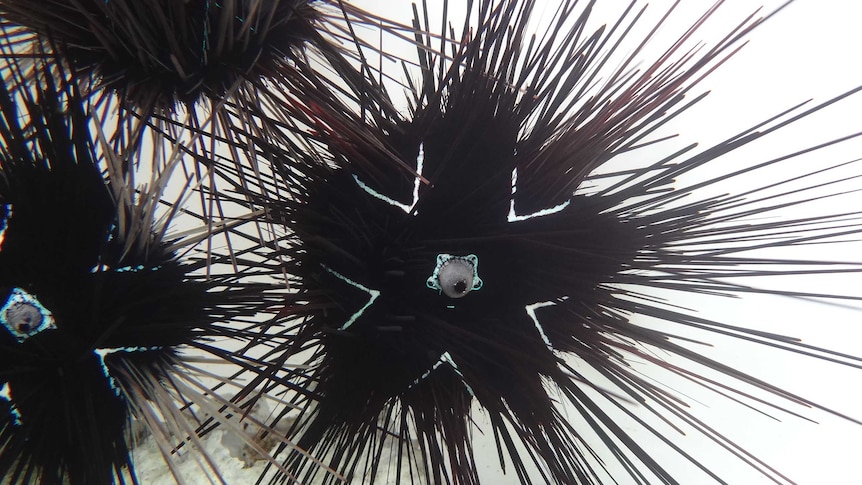 Sea urchin photo up close, shows lines through the spines that indicate the symmetrical nature of the organism.
