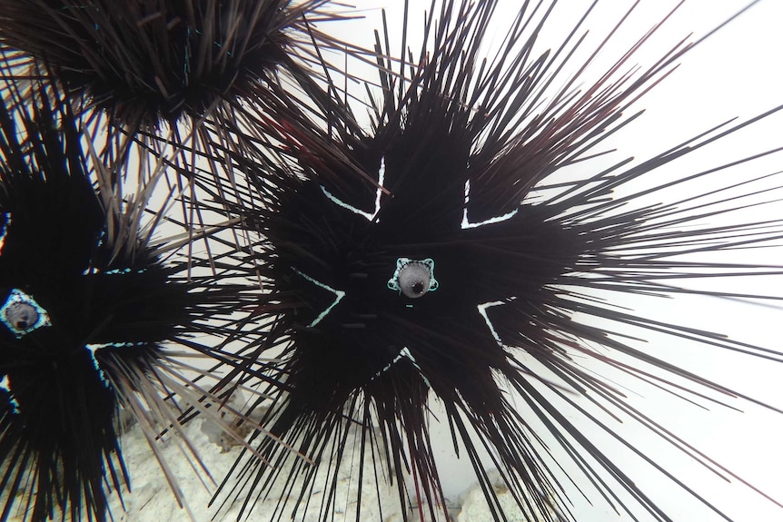 Sea urchin photo up close, shows lines through the spines that indicate the symmetrical nature of the organism.