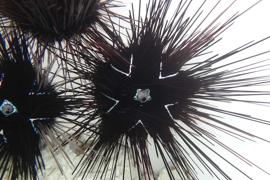 Regular urchins are made of five equal sections