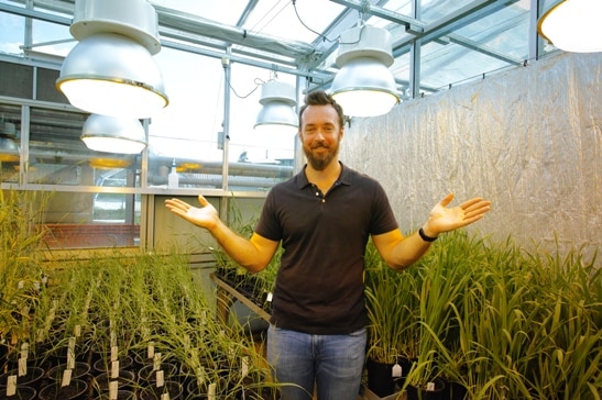 A man stands in a greenhouse surrounded by wheat plants, university of Queensland.