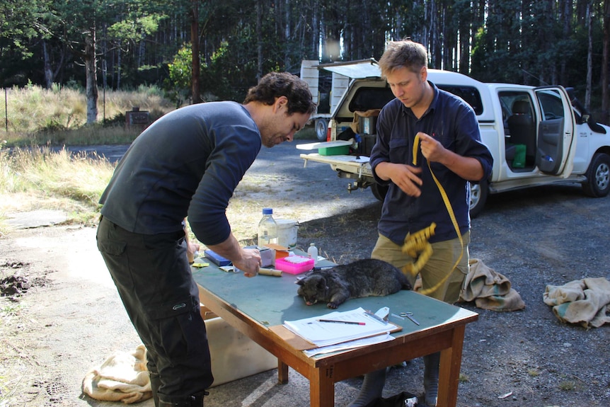 Scientists measure Possum