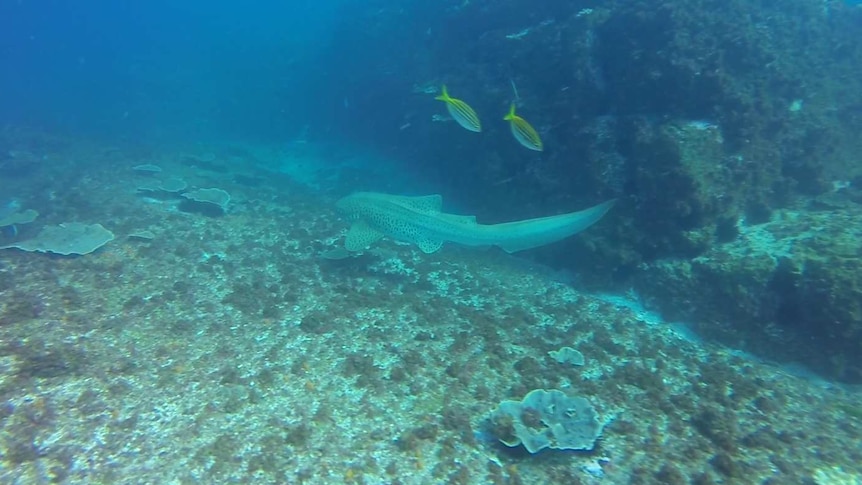 A leopard shark swims away from the camera past bleached coral