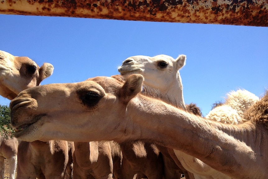 Outback camels