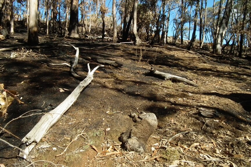 A dead koala lies on the ground, with the burnt forest floor in the background.