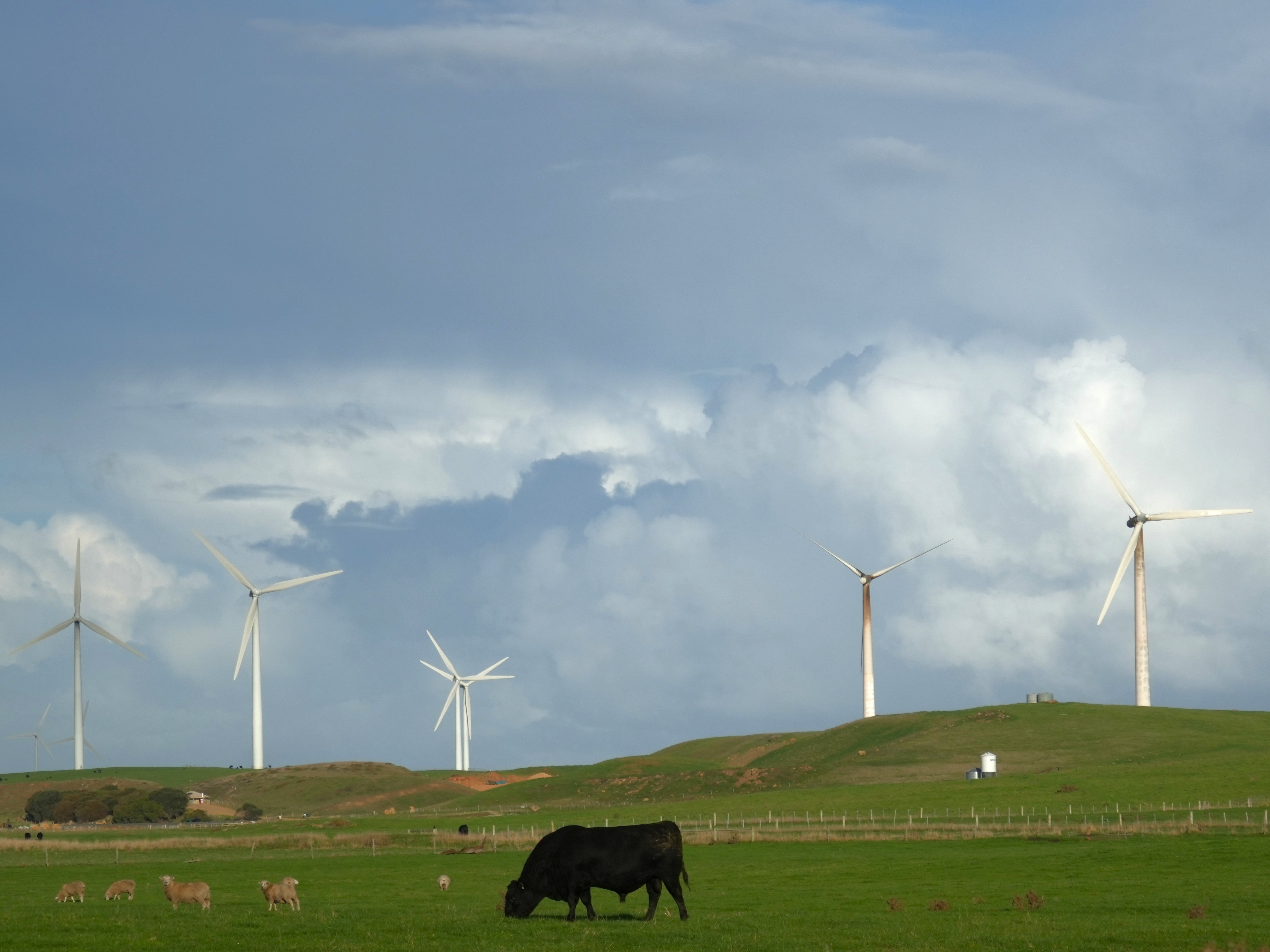 Coalition's renewable energy buffer zones risks projects, report says