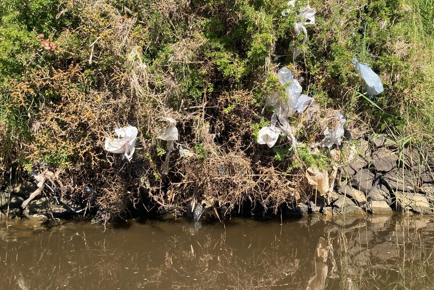Rubbish in the trees of a river bank.