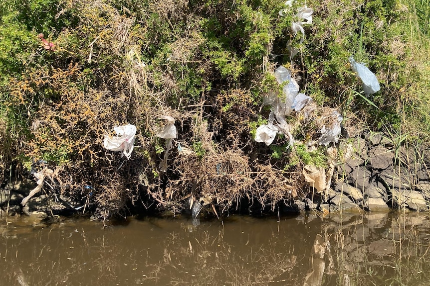 Rubbish in the trees of a river bank.