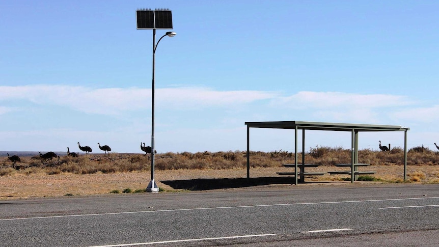 Emus at a Barrier Highway rest area
