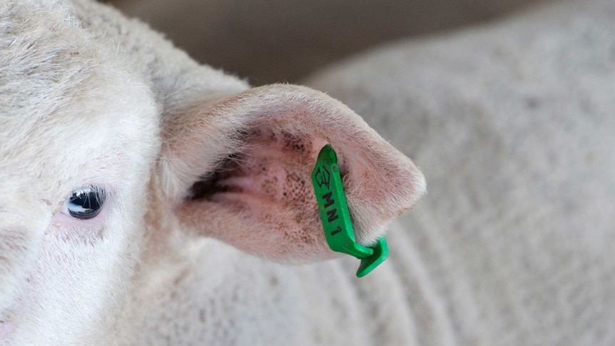 A green livestock identification tag clipped to the ear of a lamb