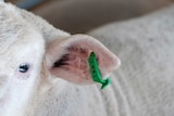 A green livestock identification tag clipped to the ear of a lamb