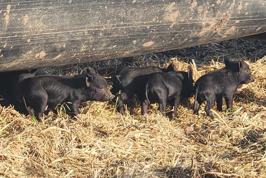 A litter of feral piglets grouped under a feed tray.
