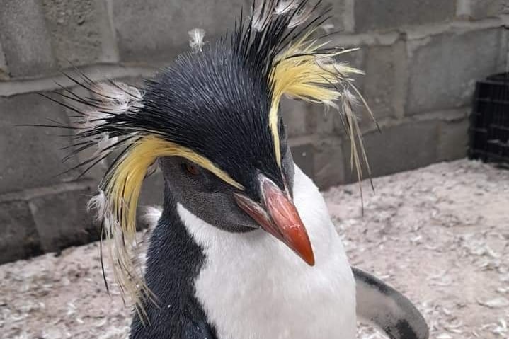 A small, black and white penguin with elaborate black and yellow feathers on its head.
