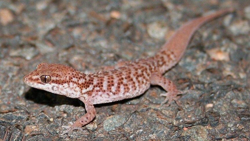 A dusky-coloured gecko looking alert in WA.
