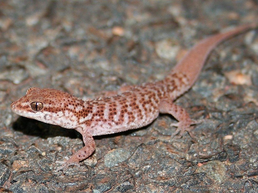 A dusky-coloured gecko looking alert in WA.