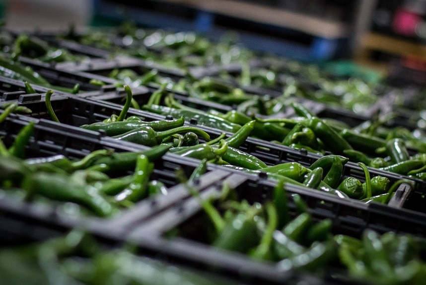 Picked green chillies.