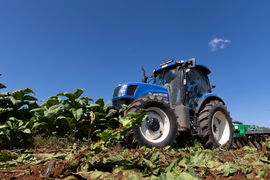 A tractor mowing down a tobacco crop