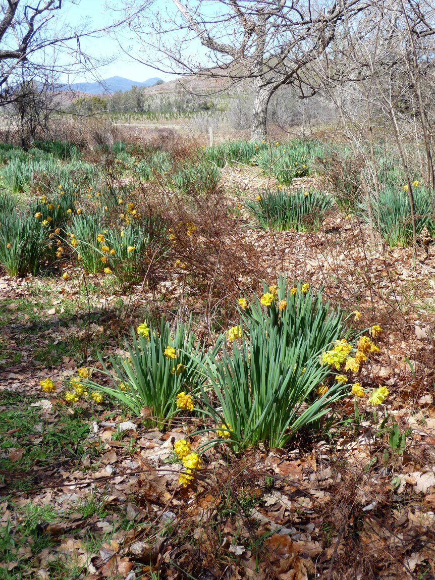 Rare Rip van Winkle daffodils growing in the wild outside Canberra.