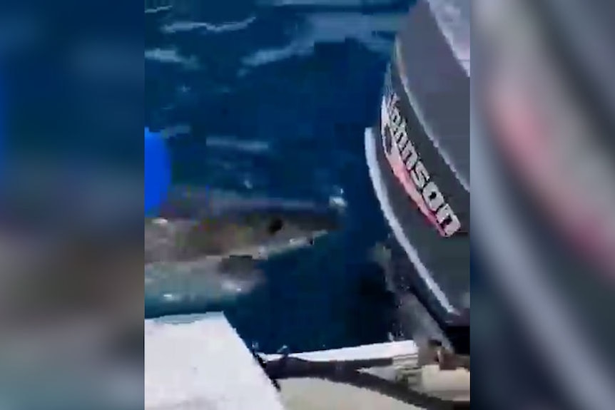 Great white shark takes bite out of boat motor