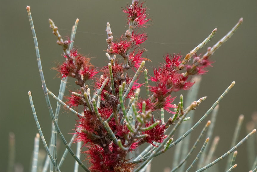 A red flowering she-oak