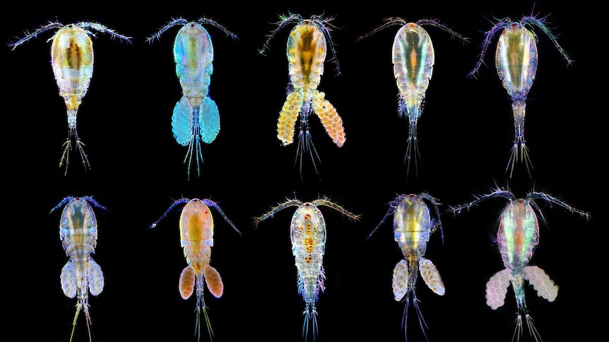 Ten vibrant and clear coloured marine creatures on a black background. 