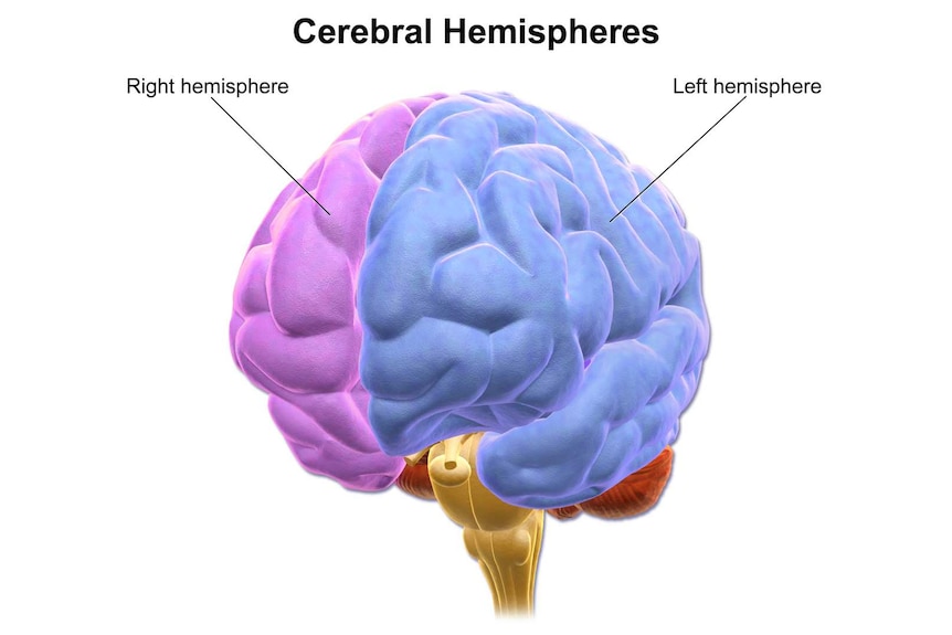 An anatomical diagram showing the left and right hemispheres of the brain.