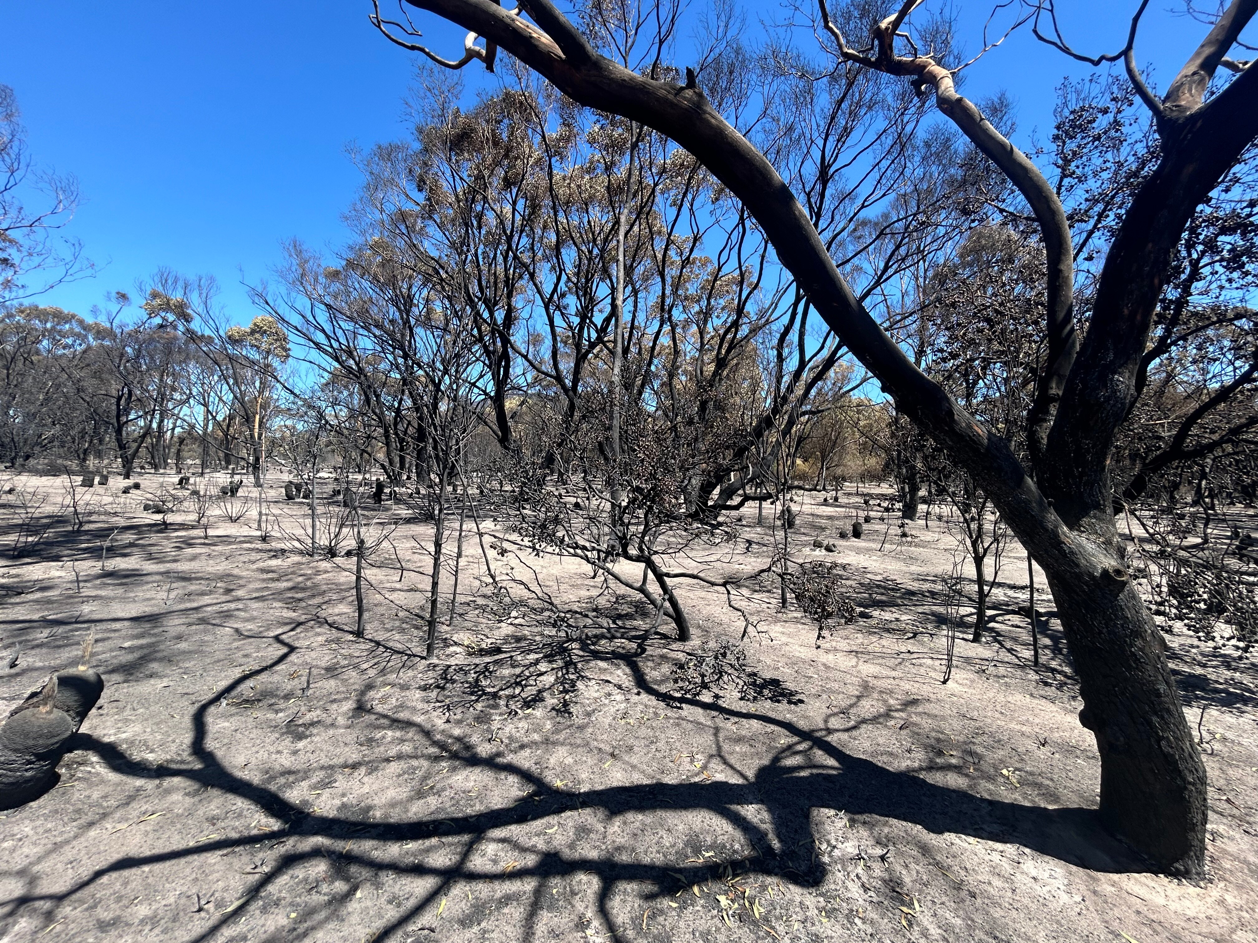 Victorian Storms Leave 16 Homes Ruined As Grampians Bushfires Destroy ...