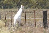 A large albino kangaroo peers over a barbed wire fence
