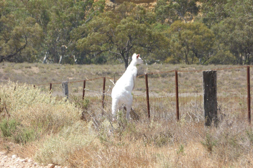A large albino kangaroo peers over a barbed wire fence