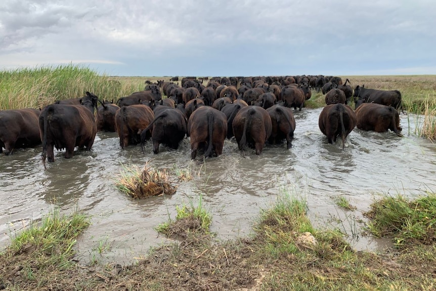 Cattle moving through waterways on Mundoo Island Station.