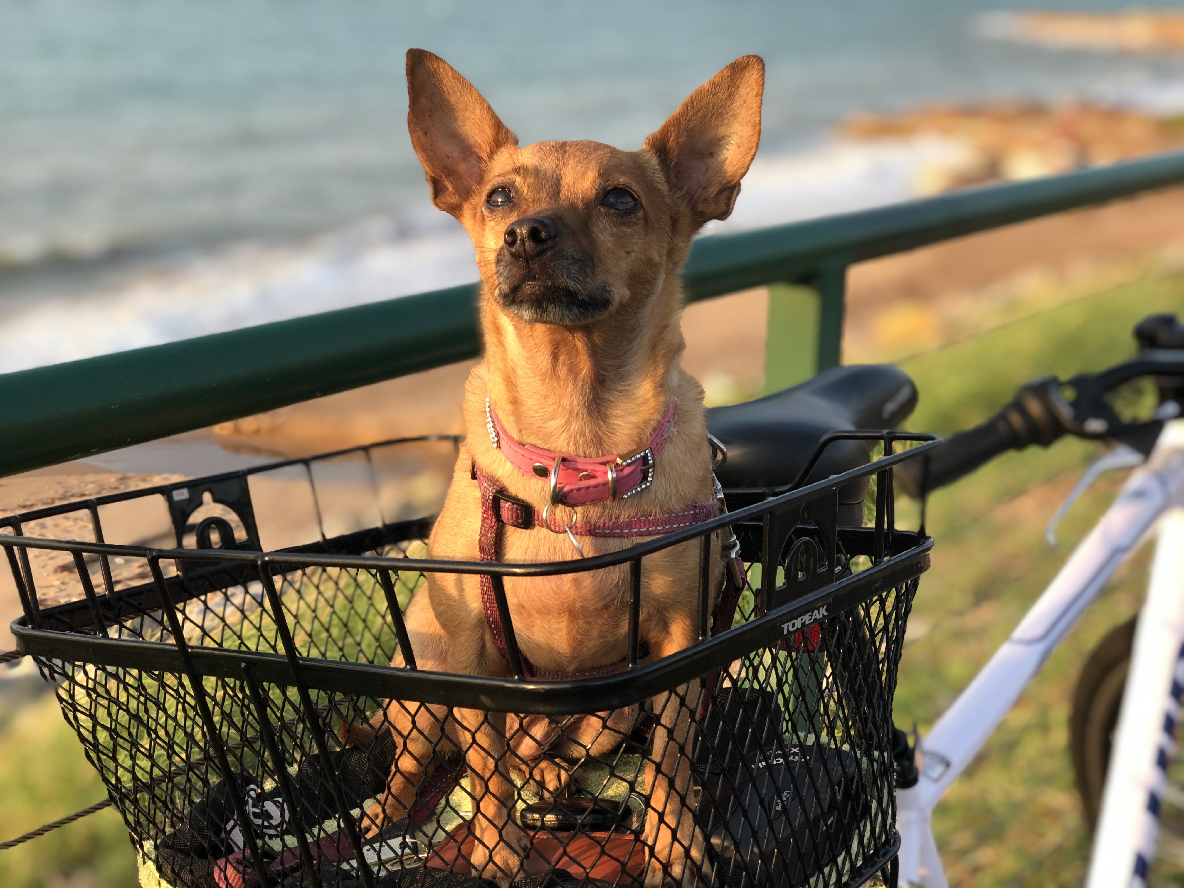 Mark's dog Meer in a bicycle basket at the beach, for a story on finding care for dogs on holidays.