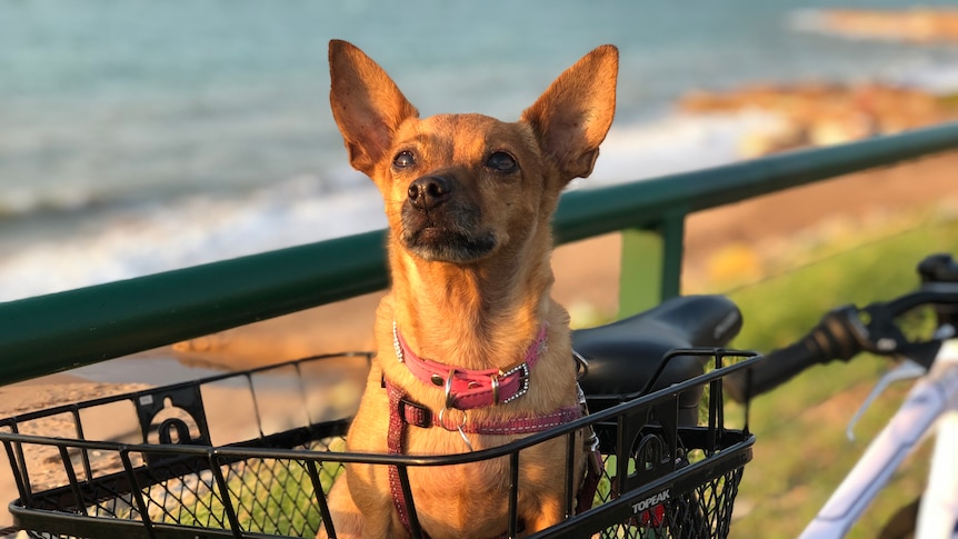 Mark's dog Meer in a bicycle basket at the beach, for a story on finding care for dogs on holidays.