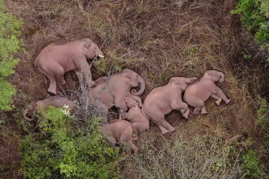 一群大象正在草地里酣睡。
