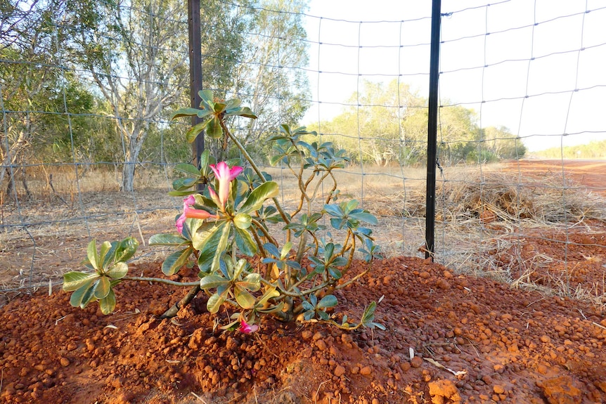 A desert rose stands about a foot tall and is protected by a wire fence