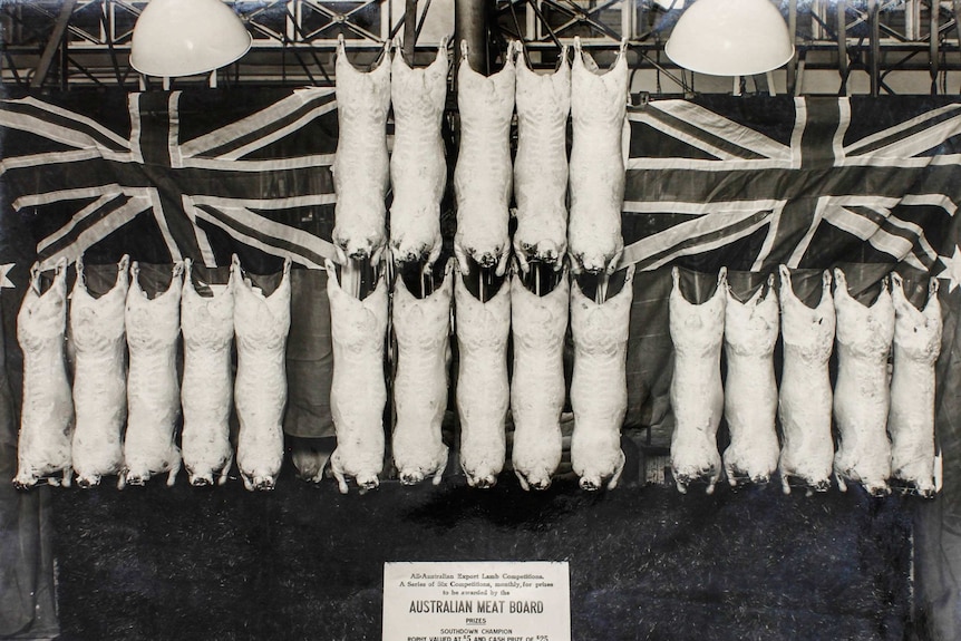 A black and white photo from 1938 of lamb carcasses in the All-Australian-Export Lamb competition