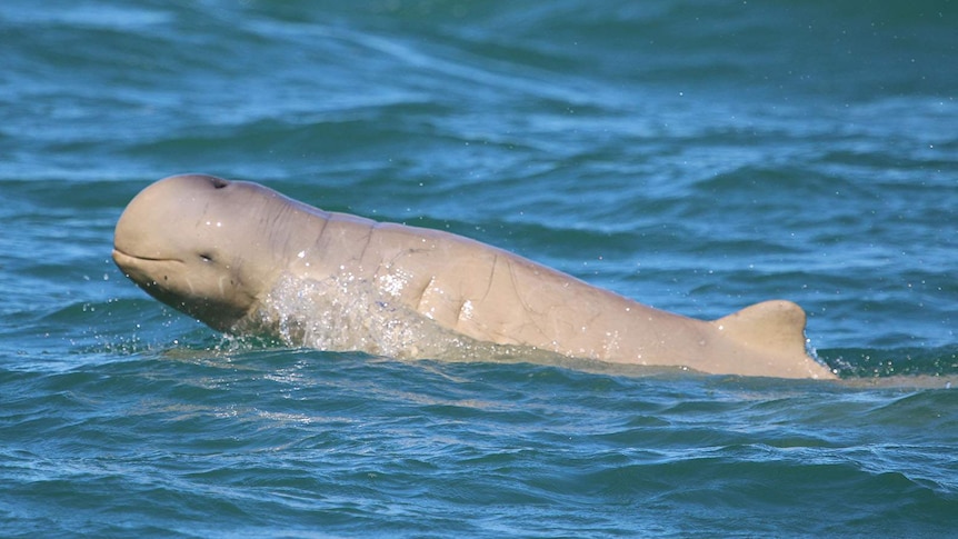 A snubfin dolphin swimming