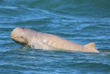 A snubfin dolphin swimming