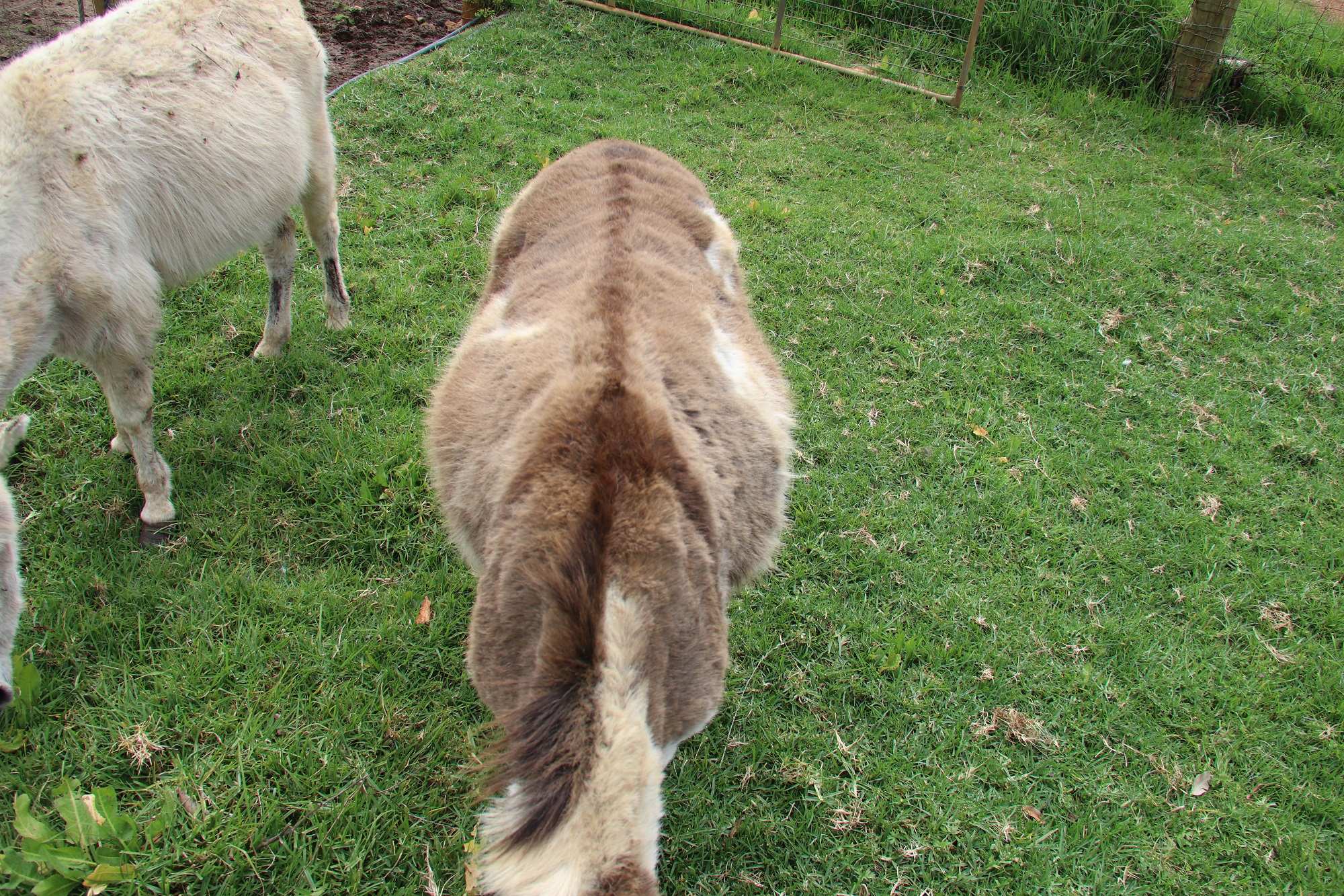 A goat with a cross on its back grazes in a paddock.