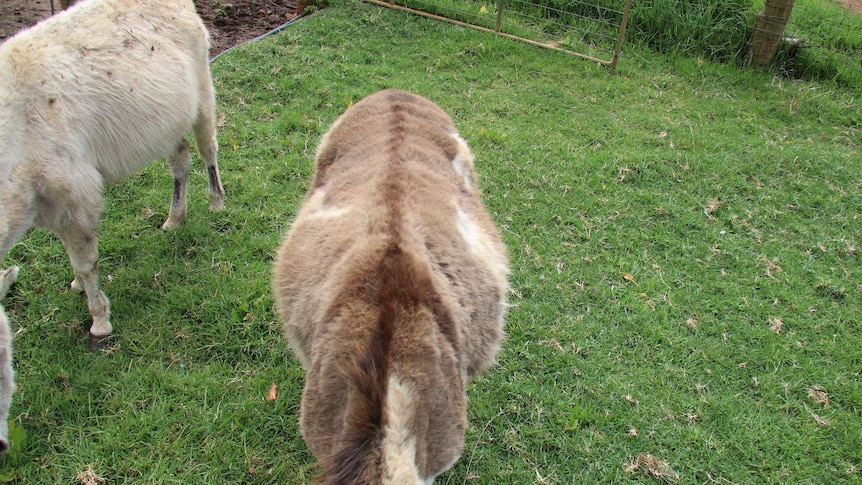 A goat with a cross on its back grazes in a paddock.