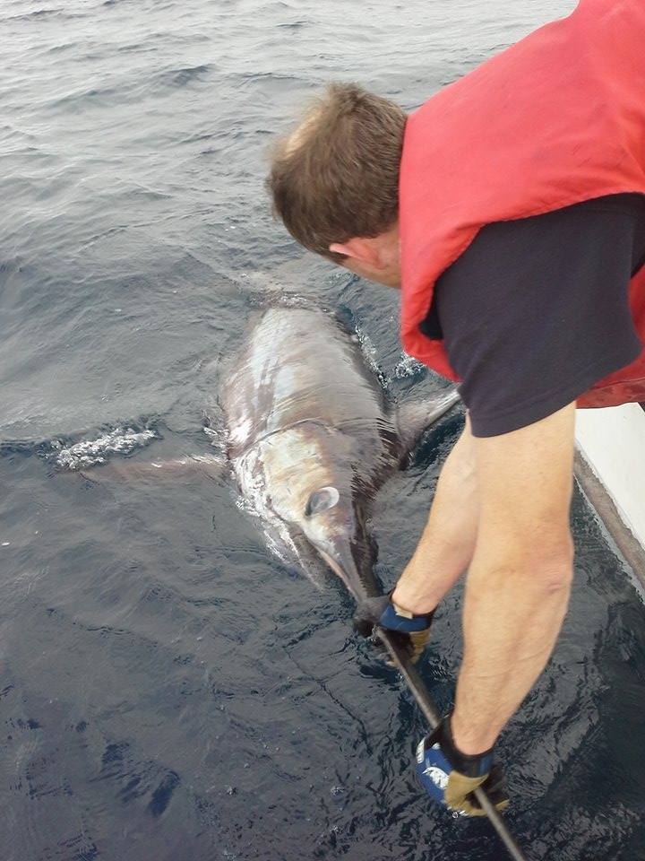 Massive swordfish caught in Tasmania tagged and released to fight