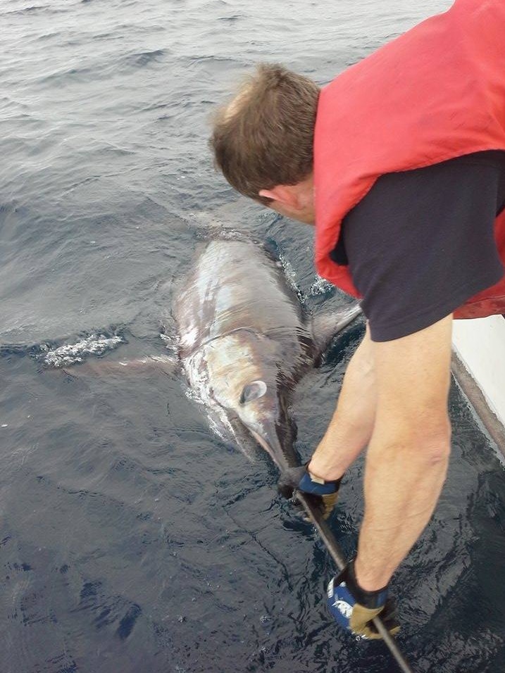 Fisherman holds the giant swordfish's bill prior to release