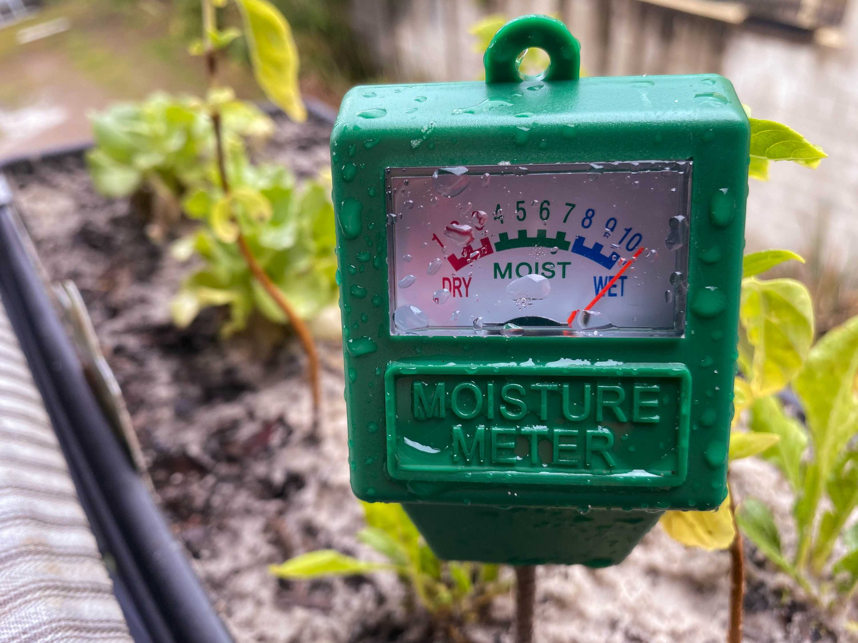 Gardening Australia tips for sodden veggie patches Symptoms