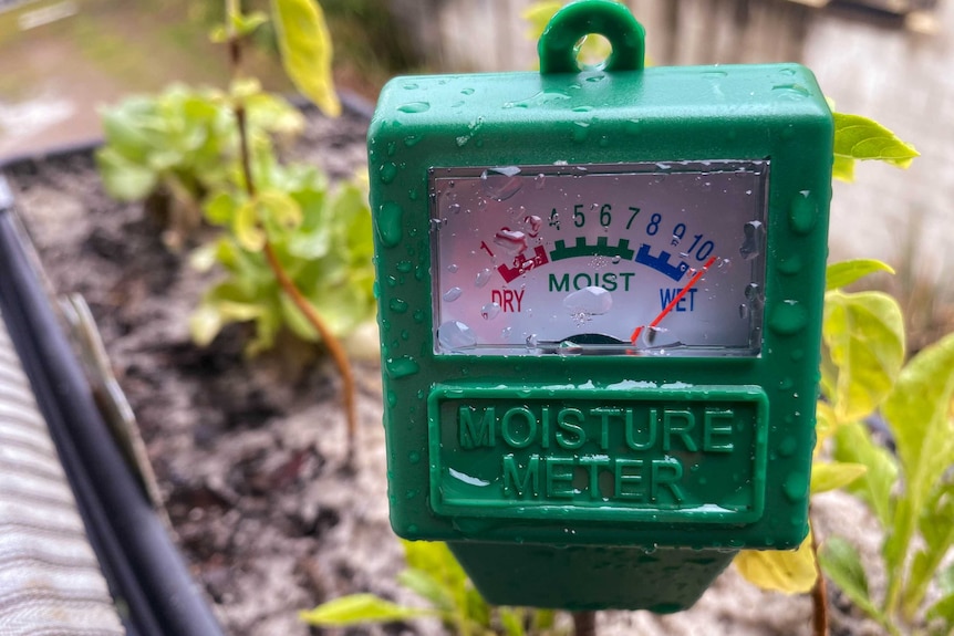 Moisture meter stuck in garden covered in rain drops and showing off the scale wetness.